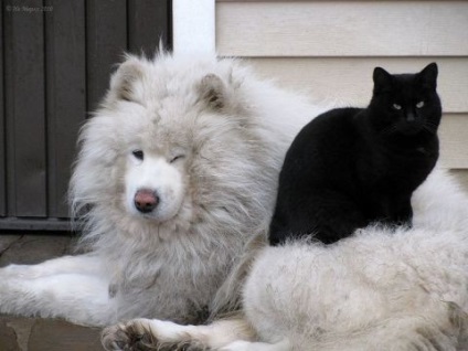 Pisică și câine într-un apartament