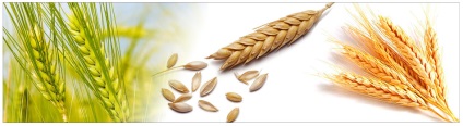 Козметика за коса с пшенични протеини