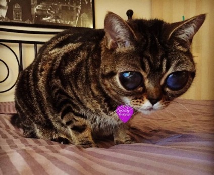 Pisica cu ochi mari de celebritate si un sondaj de pietre