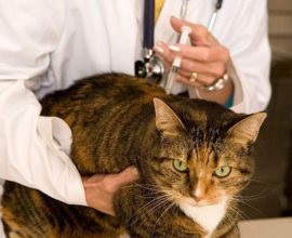 Macskák bőrbetegségei (fotók, tünetek és kezelés)