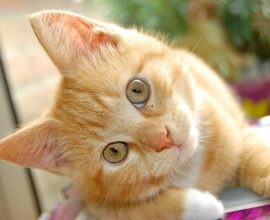 Bolile de piele la pisici (fotografii, simptome și tratament)
