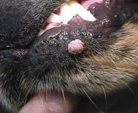 Bolile de piele la pisici (fotografii, simptome și tratament)