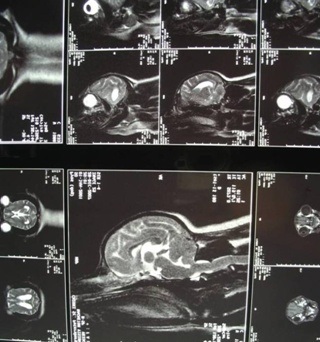 Displazia craniocervicală la animale - centrul neurologiei veterinare și neurochirurgiei