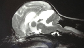 Displazia craniocervicală la animale - centrul neurologiei veterinare și neurochirurgiei