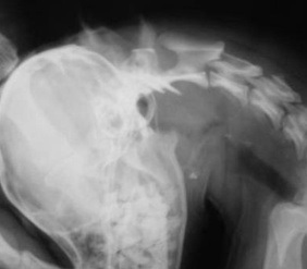 Displazia craniocervicală la animale - centrul neurologiei veterinare și neurochirurgiei