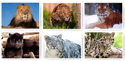 Pisici frumoase și mari (41 fotografii)