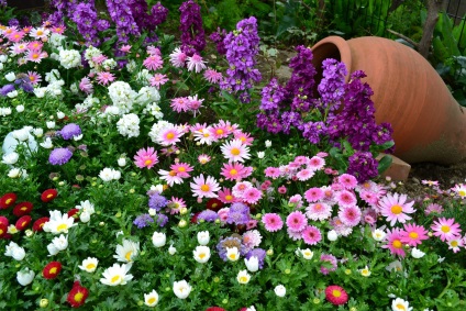 Grădină frumoasă cu flori în curte, consultanță floristică