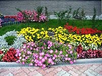 Grădină frumoasă cu flori în curte, consultanță floristică