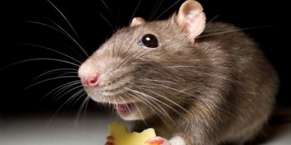 A patkányok vagy az egerek enni gyökérzöldséget