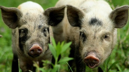 Rasă mare de porci, descriere detaliată cu fotografie