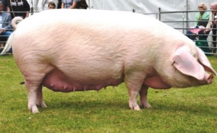 Rasă mare de porci, descriere detaliată cu fotografie