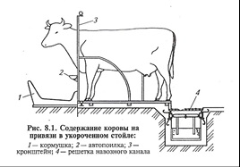 Metode de curs pentru păstrarea vacilor în vara și în perioada de iarnă, avantajele și dezavantajele acestora