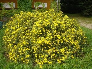 Tamplarie de ingrijire arbusti si cultivarea varietatii - tuns si crestere