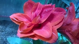 Tratamentul de putregai roșu de gippeastrum, grădina mea de flori!