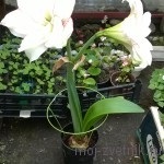 A gippeastrum vörös rothadásának, a virágkertem kezelése!