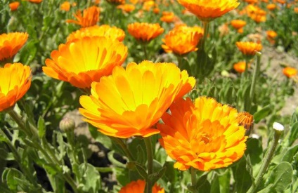 Medicinal Calendula Informații generale