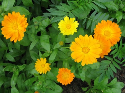 Medicinal Calendula Informații generale