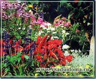 Letniki plantarea și grija de flori de anuale, un site despre o grădină, o resedinta de vara si plante de casa