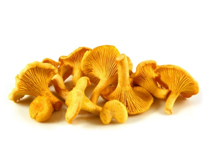 Chanterelles de la paraziți cum să luați împotriva viermilor, uscate, rețetă