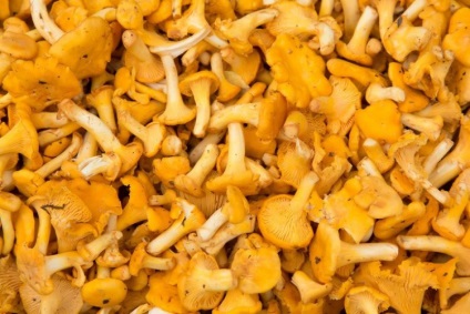 Chanterelles de la paraziți cum să luați împotriva viermilor, uscate, rețetă