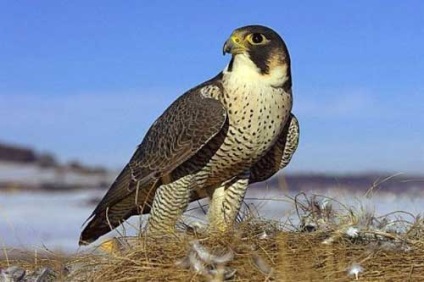 Păsări de vânătoare, tipuri și vânătoare cu ele