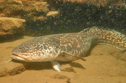 Capturarea burbot în luna martie