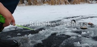 Pescuitul de biban pe iarna