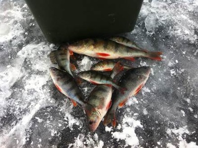 Pescuitul de biban pe iarna