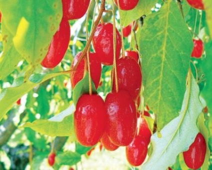 Loch multiflorous, vagy hogyan lehet hasznos berry gumi