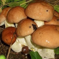 Cele mai bune locuri de ciuperci din Crimeea în cazul în care pentru a aduna ciuperci în Crimeea 1