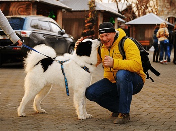 Cele mai bune rase de câini însoțitori sunt ciocanul Yakut, diamante anabar