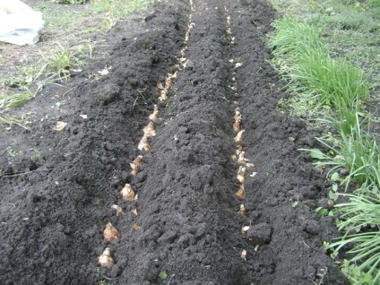 Bulbous - principalele reguli de plantare toamna