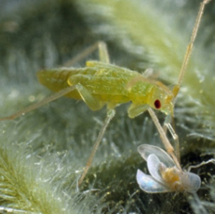 Macrolofus este un bug răpitor, adorat să mănânce albul