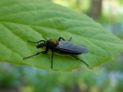 Mici bug-uri negre pe varza cum sa scapi de