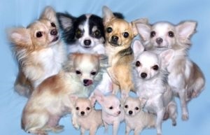 Rasele mici de câini sunt principalele diferențe ale reprezentanților comuni
