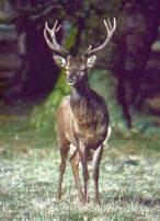 Maral Altai (cervus elaphus sibiricus) Cervus elaphus Linnaeus cerb nobil