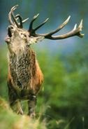 Maral Altai (cervus elaphus sibiricus) Cervus elaphus Linnaeus cerb nobil