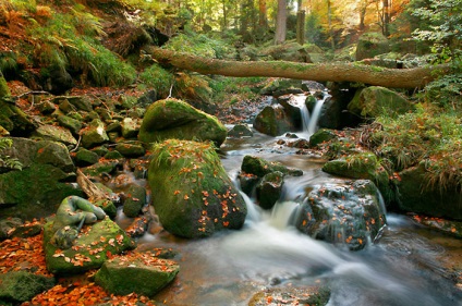 Maeștri de desene pe corpul omului și al naturii