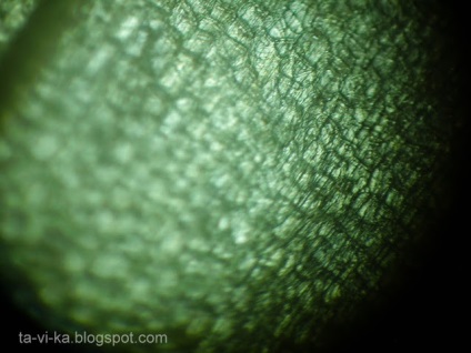 Lumea printr-un microscop