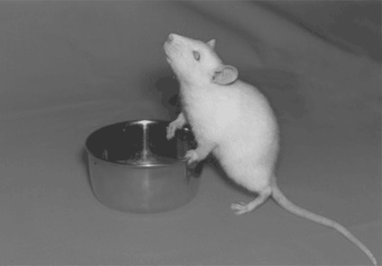 Mouse-ul și alte animale de companie - șoareci și șobolani decorativi