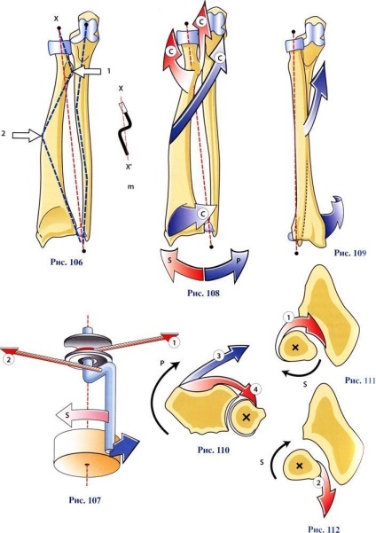 Mușchi și forceps