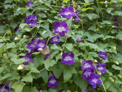 Plantarea și îngrijirea florilor perene, cultivarea, fotografia, descrierea