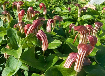 Plantarea și îngrijirea florilor perene, cultivarea, fotografia, descrierea