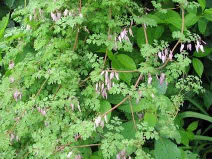 Plantarea și îngrijirea florilor perene, cultivarea, fotografia, descrierea