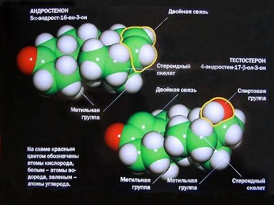 Férfi nemi hormon és annak jelentése az életben