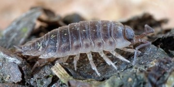 Starea de insectă