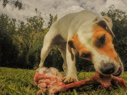 Mâncarea naturală a unui câine domestic, enciclopedia câinilor
