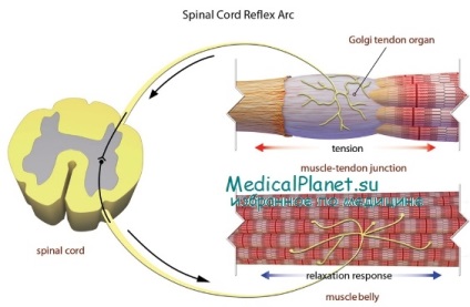 Reglarea neuro-tumorală a activității musculare