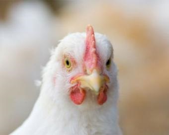Noi abordări ale diagnosticării infecțiilor asociate la puii de găină