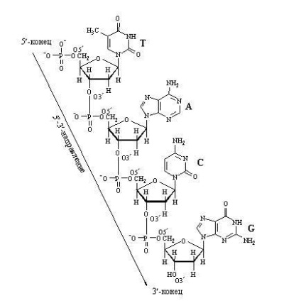 Nucleotida - stadopedia